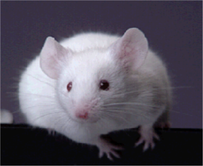 Example Product forms EDOC